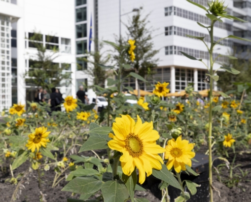 Bloeiende zonnebloemen voor het stadhuis van Den Haag.