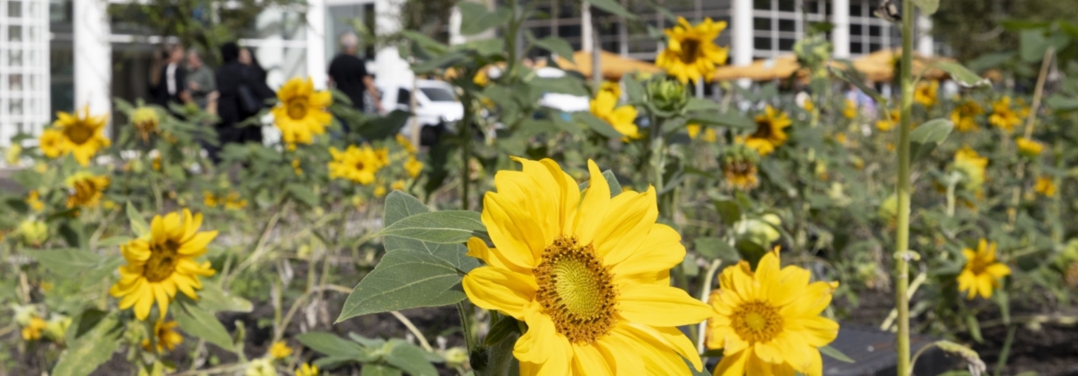 Bloeiende zonnebloemen voor het stadhuis van Den Haag.