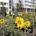 Bloeiende zonnebloemen voor het stadhuis van Den Haag.