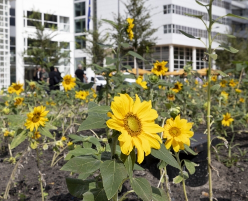 Bloeiende zonnebloemen voor het stadhuis van Den Haag.