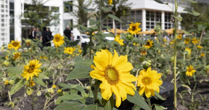 Bloeiende zonnebloemen voor het stadhuis van Den Haag.